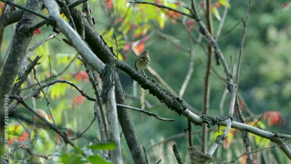 Striking shot of ovenbird on a branch with blurry natural windy background Striking shot of ovenbird on a branch with blurry natural windy background