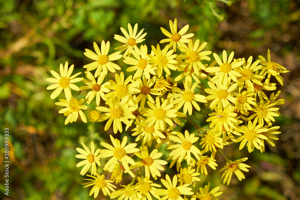summer nature wildflowers in the meadow are pollinated by insects bumblebees summer nature wildflowers in the meadow are pollinated by insects bumblebees