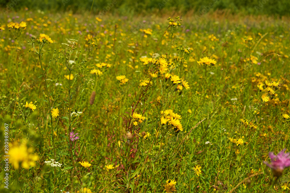 Obraz premium summer nature wildflowers in the meadow are pollinated by insects bumblebees