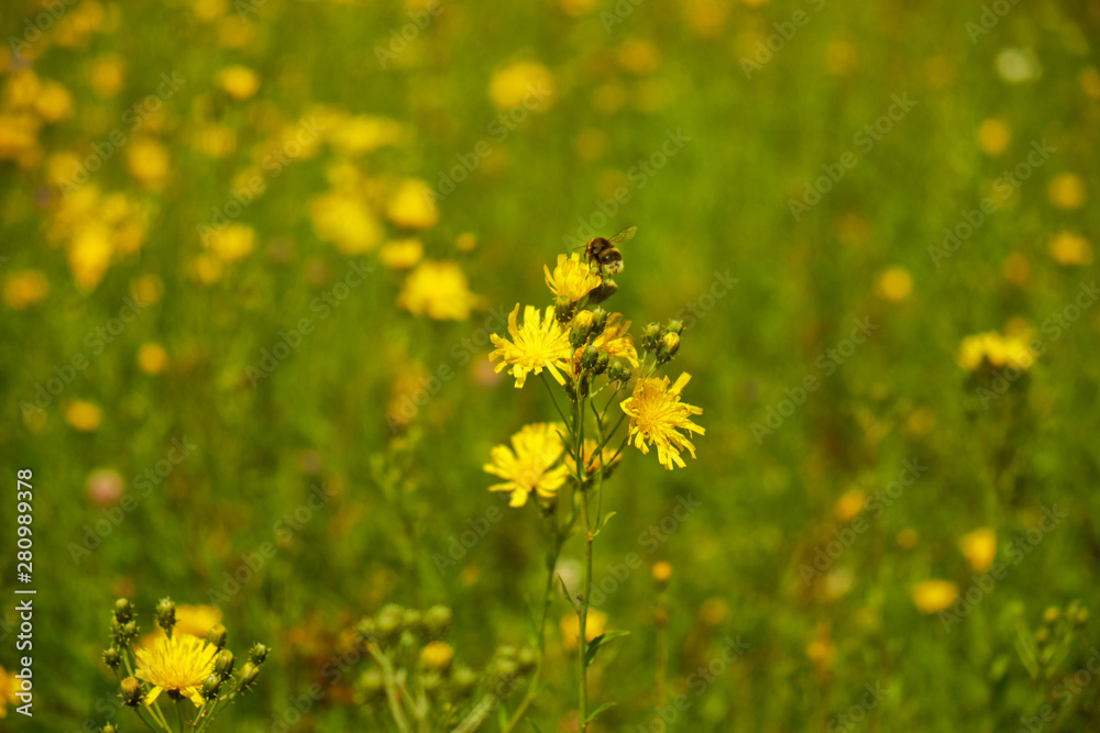 summer nature wildflowers in the meadow are pollinated by insects bumblebees