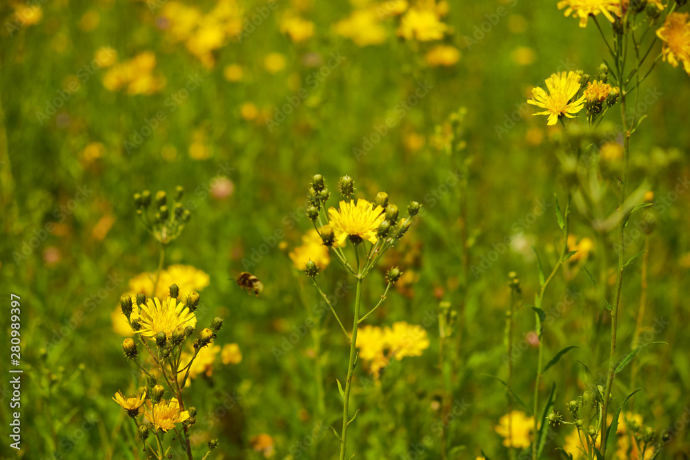 summer nature wildflowers in the meadow are pollinated by insects bumblebees summer nature wildflowers in the meadow are pollinated by insects bumblebees