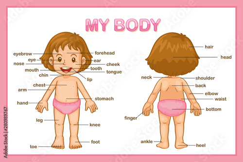 Scientific medical illustration of parts of the body