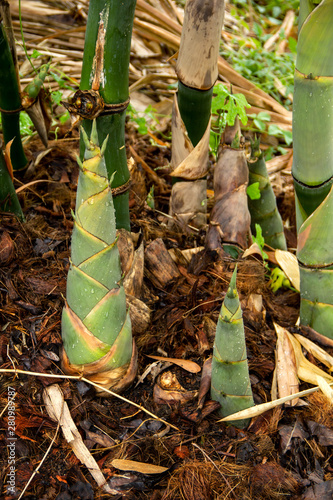 Bamboo shoot kim sung with water droplets in the rainy season in organic agriculture garden are raw material to cook. Popular in many asian countries and a variety of cooking methods. photo