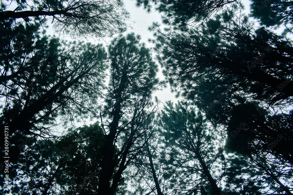 Fototapeta premium Pine trees in the rainy season and fog