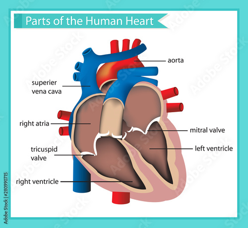 Scientific medical illustration of parts of the human heart