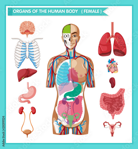 Scientific medical illustration of human antomy photo