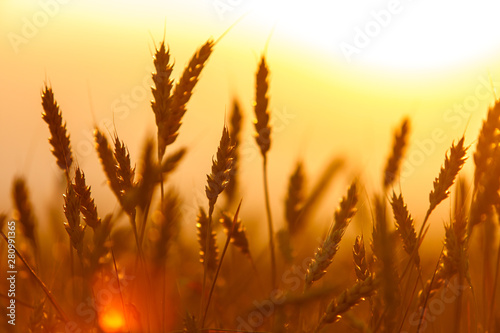 Golden ears of wheat on the field. Sunset light © Maksim Kostenko