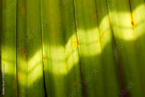 Palmenblatt einer coccothrinax dussiana im Sonnenschein photo