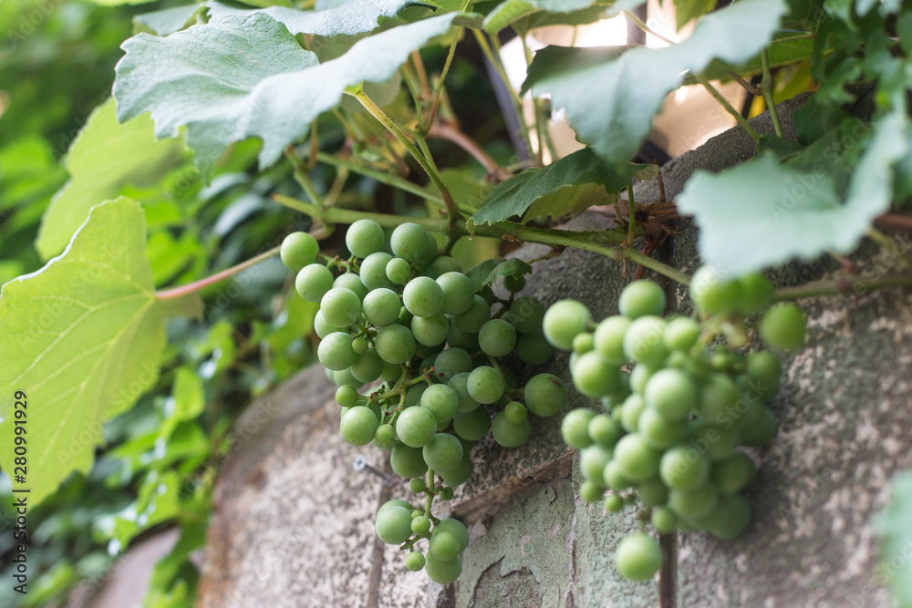 Green grapes on vine on the wall