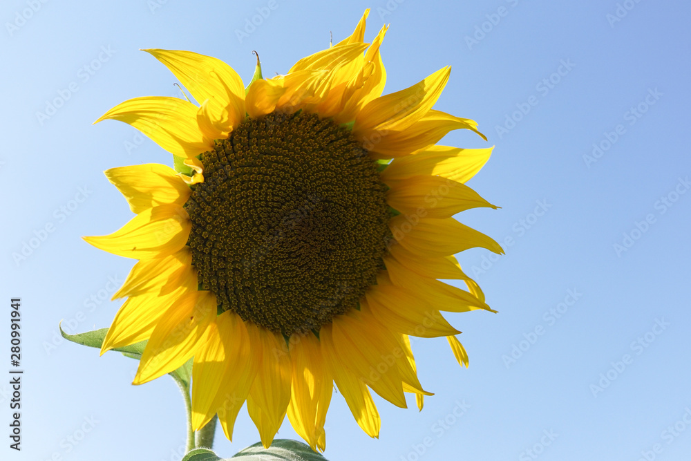 Eine gelbe Sonnenblume im Sonnenschein Eine gelbe Sonnenblume im Sonnenschein