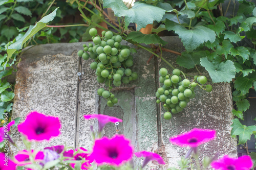 Fototapeta Naklejka Na Ścianę i Meble -  Green grapes on vine on the wall