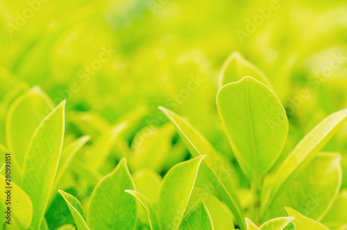 Blurred green leaves with blurred pattern background