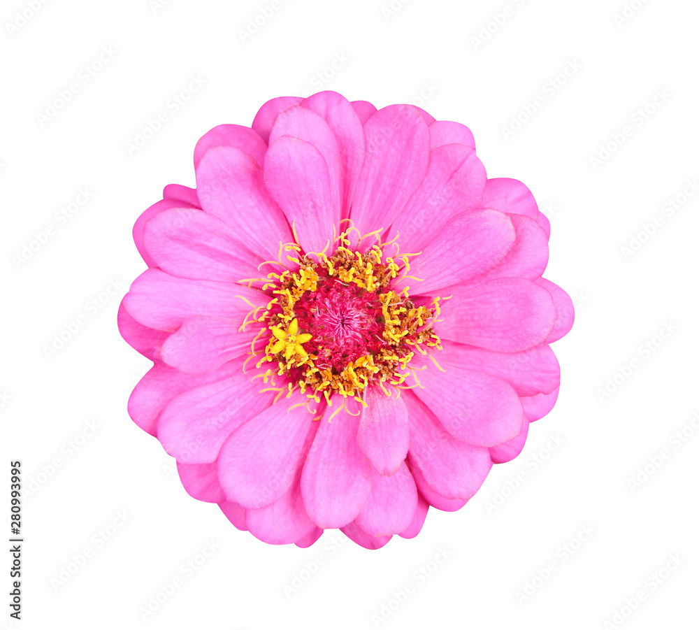 Top view single sweet colorful  pink petal zinnia violacea flowers or asteraceae with yellow pollen blooming isolated on white background with clipping path