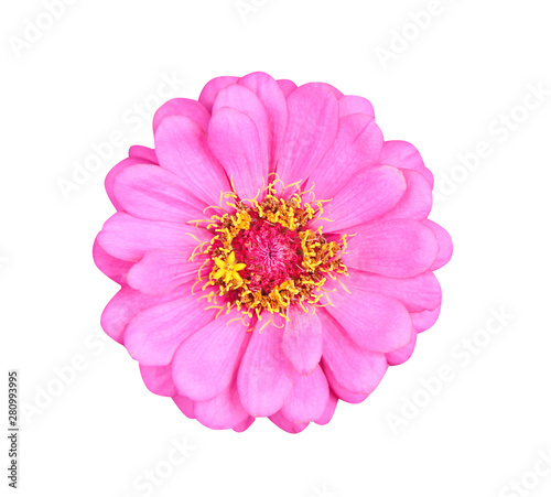 Top view single sweet colorful pink petal zinnia violacea flowers or asteraceae with yellow pollen blooming isolated on white background with clipping path