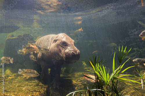 Pygmy hippos underwater at the zoo © subinpumsom