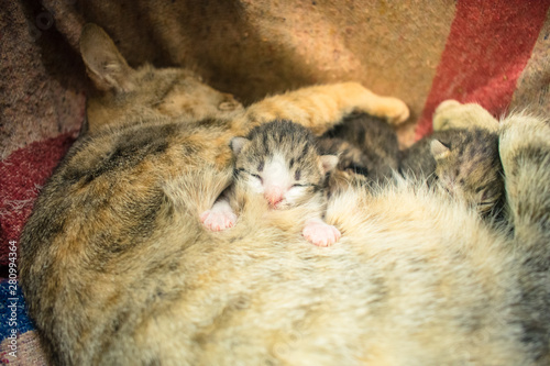 Kittens who are sleeping and drinking milk the mother cat.