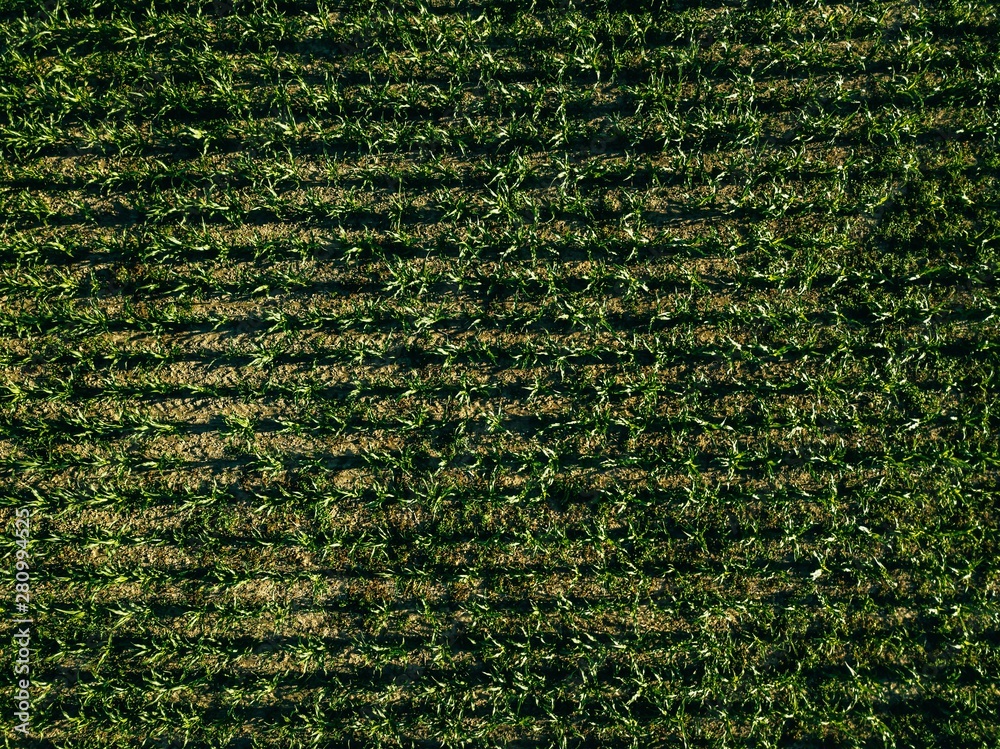 image to crop