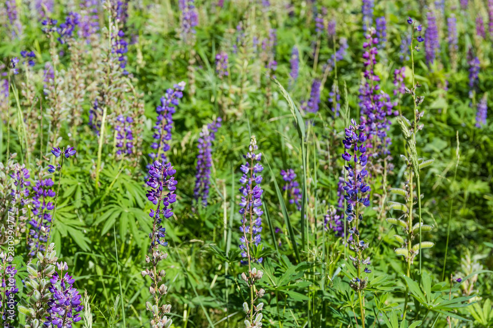 Thickets of the flowering wild perennial lupine among grass Thickets of the flowering wild perennial lupine among grass