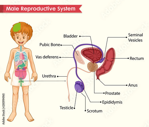 Scientific medical illustration of male reproductive system