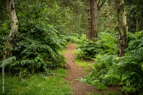 Woodland with ferns Worcestershire England
