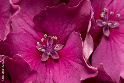 Macro close up of pink Hydrangea petals