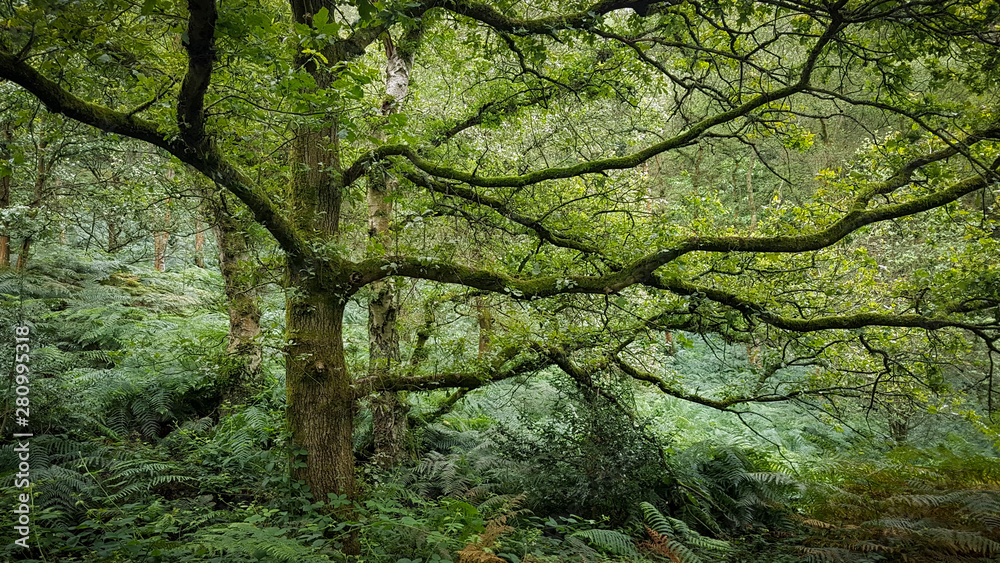 Kinver Edge National Trust woodland Staffordshire England