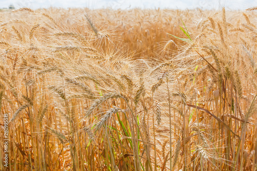 Background of fragment of the ripe wheat field