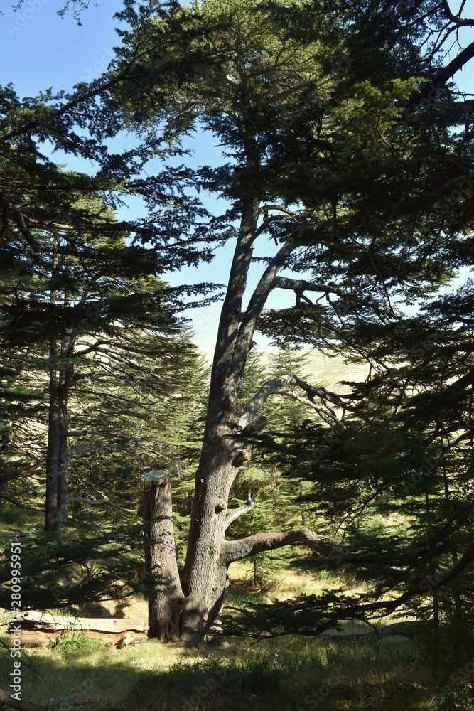 Fototapeta premium Living cedar in the remnant forest of cedars in Mount Lebanon