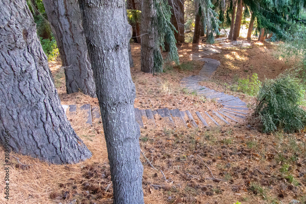 Wooden Plank Staircase Walkway in the Forest Wooden Plank Staircase Walkway in the Forest