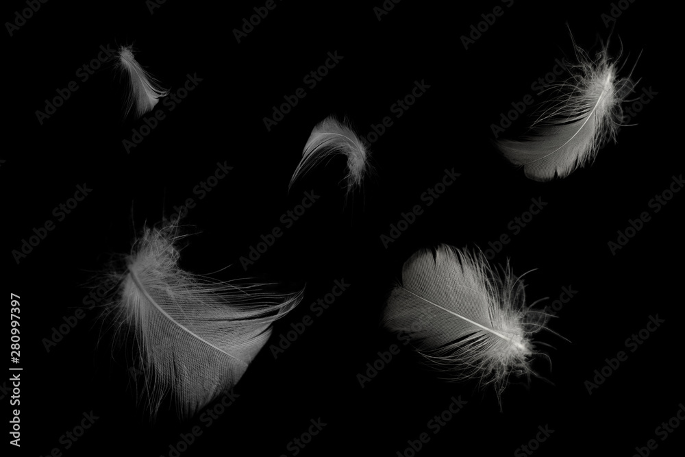 Naklejka Beautiful group white feather floating in air isolated on black background