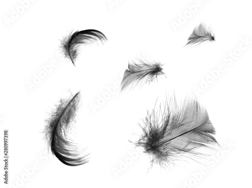 Beautiful black feathers floating in air isolated on white background © nadtytok28