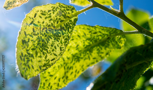 Aphid on a green leaf. Destruction of fruit trees by Pests. photo