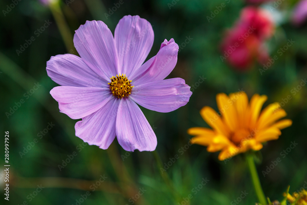 Beautiful pink flower on a natural floral background. Beautiful pink flower on a natural floral background.