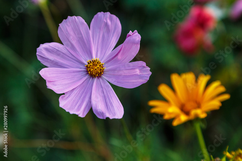 Beautiful pink flower on a natural floral background.