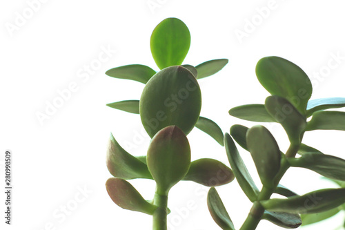 Wallpaper Mural Crassula ovata, jade plant or money tree in a pot on a blur bokeh background on a windowsill. Torontodigital.ca