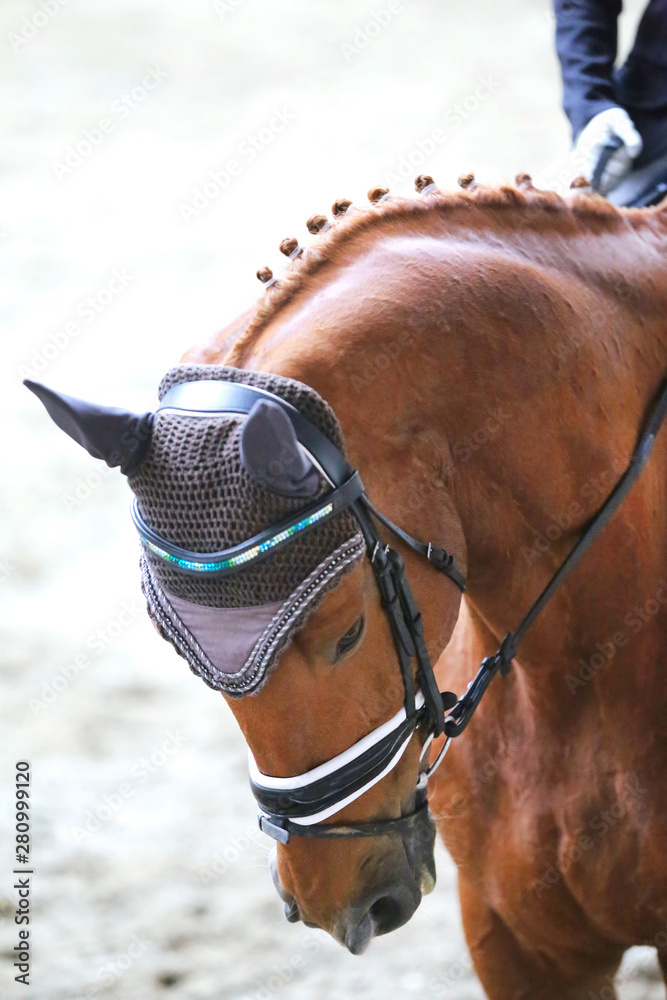 Obraz premium Sport horse head shot close up on the racecourse