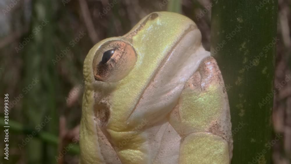Frog Stalk Insect Portrait of Tree frog sitting on a green stalk on a reed background ...