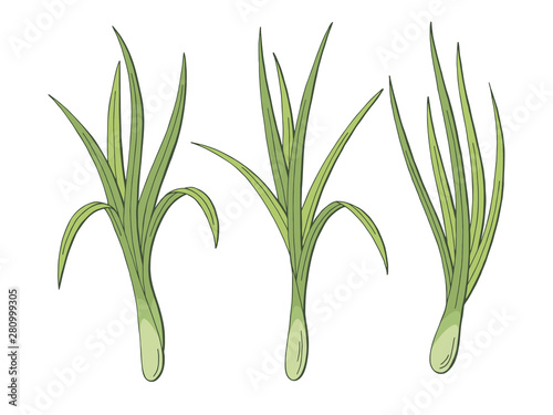 Lemongrass plant graphic color isolated sketch illustration vector