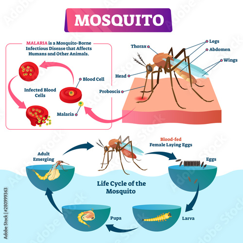 Mosquito vector illustration. Labeled insects species with malaria disease. photo