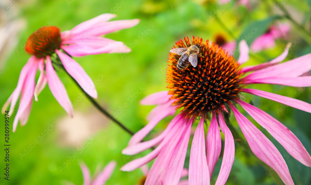 Echinacea purpurea (Echinacea). Beautiful purple flowers with orange center with bee in the garden Echinacea purpurea (Echinacea). Beautiful purple flowers with orange center with bee in the garden