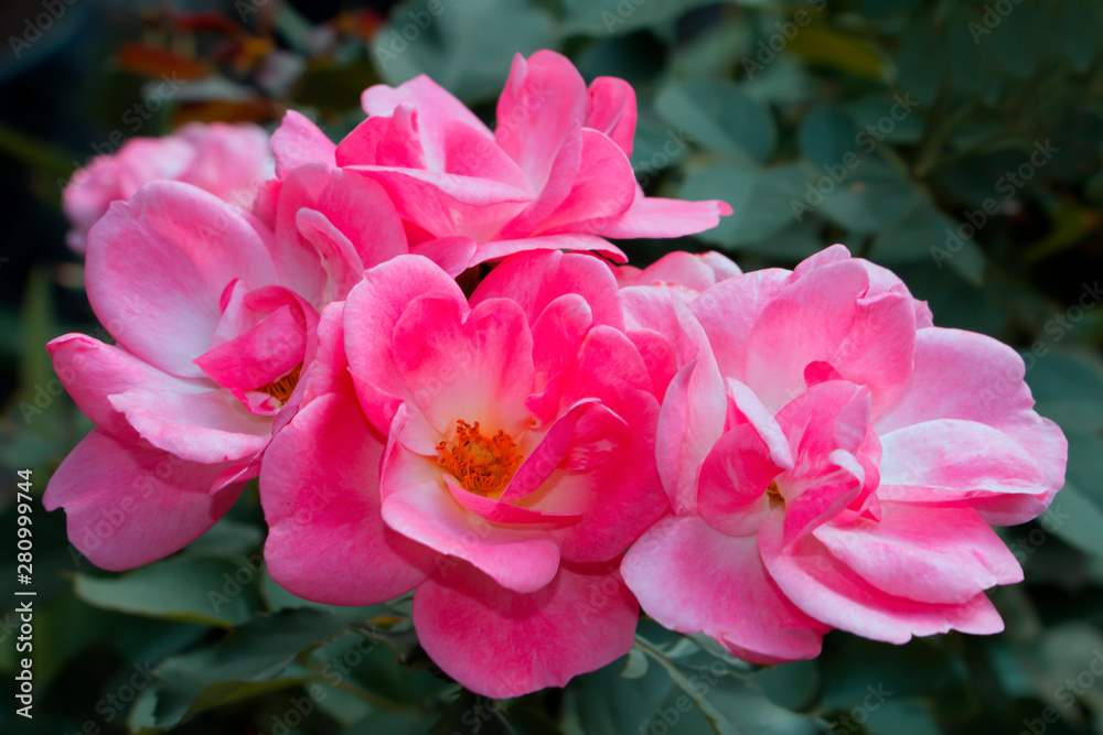 Tea-rose inflorescence in the green garden Tea-rose inflorescence in the green garden
