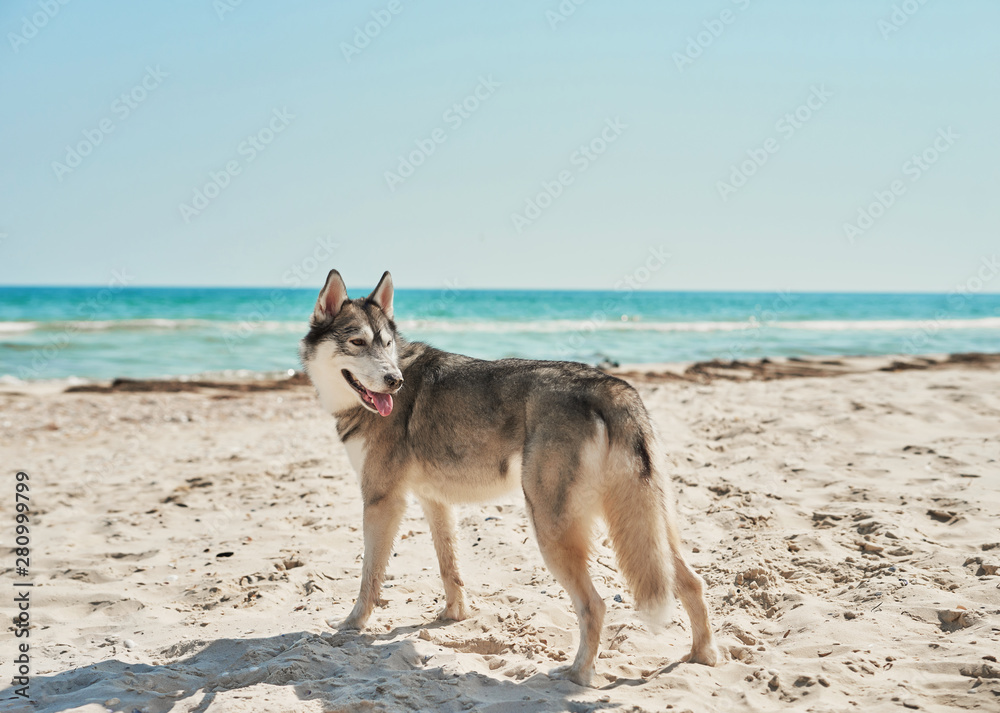 Husky dog on beach. Tourism and vacation on ocean. Family vacation in summer. Vacation at sea with dog. Summer travel. Husky dog on beach. Tourism and vacation on ocean. Family vacation in summer. Vacation at sea with dog. Summer travel.