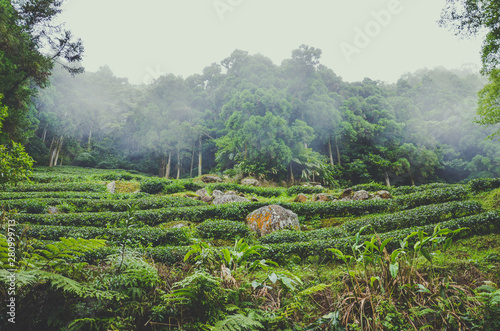 Moody landscape with terraced tea plantations surrounded by tropical forest. Photographed in Taiwan, Asia. Misty landscapes. Fog, foggy. Hipster, vintage retro style photo