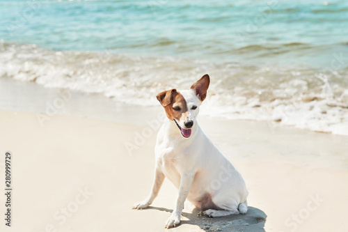 Dog jack russell terrier on beach. Tourism and vacation on ocean. Family vacation in summer. Vacation at sea with dog. Summer travel.