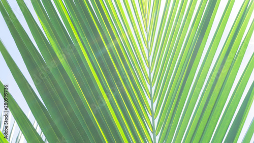Green leaf texture Coconut on sky Clouds on background  natural pattern  Blank for design with Copy Space for Text.