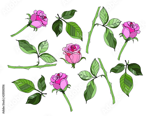 beautiful set of colors of painted roses and leaves. Flower arrangement isolated on background. designer cards and wedding invitations, birthday, Valentine's Day, mother's Day, holiday