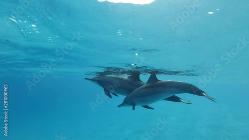 Family of dolphins, mother and baby  alongside swim under surface of the blue water in the morning sun rays. Spinner Dolphin (Stenella longirostris), Underwater shot, Closeup. Red Sea photo