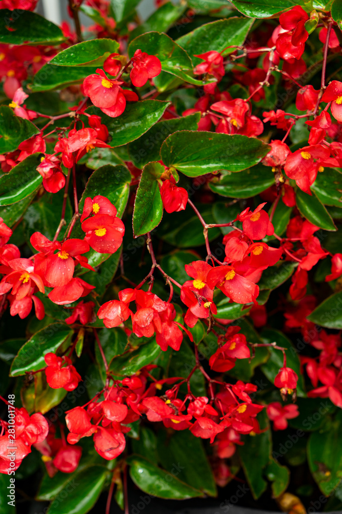 Colorful Flower in the garden, Close-Up Colorful Flower in the garden, Close-Up