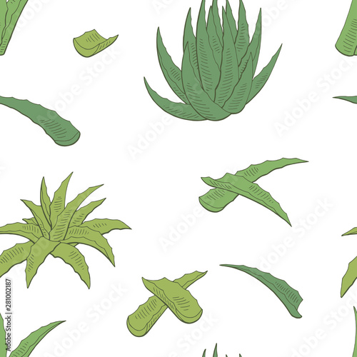 Aloe vera graphic color seamless pattern background sketch illustration vector