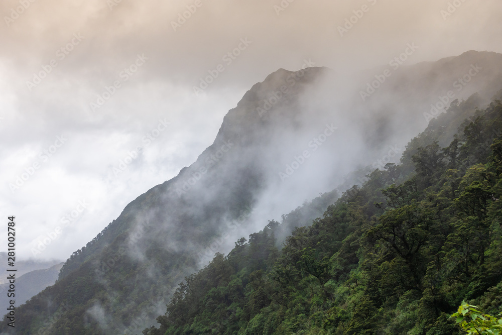 misty rainforest in New Zealand